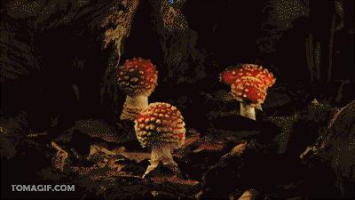 Cosas buenas y malas de los hongos