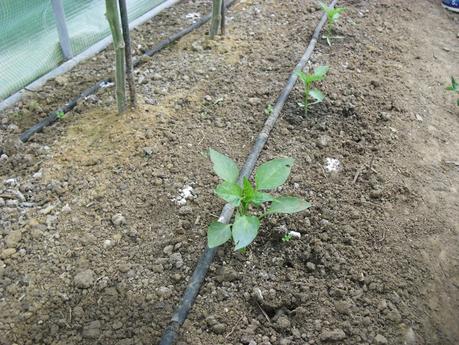 DESARROLLO DE LAS PLANTAS DE MI INVERNADERO (cap. 3º)