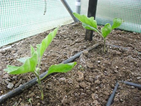 DESARROLLO DE LAS PLANTAS DE MI INVERNADERO (cap. 3º)