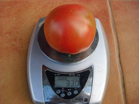 DESARROLLO DE LAS PLANTAS DE MI INVERNADERO (cap. 3º)