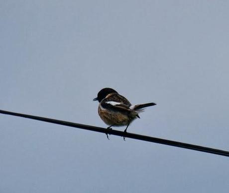 Tarabillas bonitas