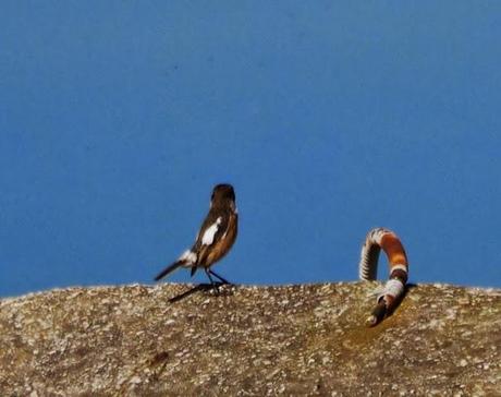 Tarabillas bonitas