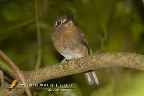 Chacurú chico (Rusty-breasted Nunlet) Nonnula rubecula