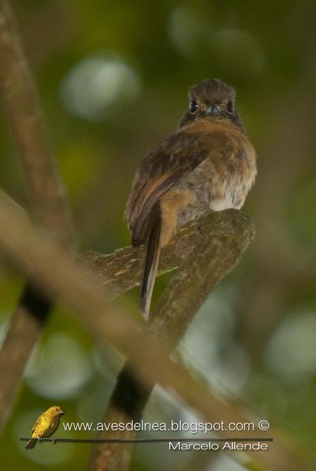 Chacurú chico (Rusty-breasted Nunlet) Nonnula rubecula