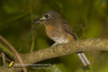 Chacurú chico (Rusty-breasted Nunlet) Nonnula rubecula