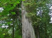 secuoyas California