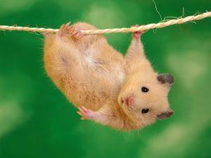 hamster_wallpaper_2