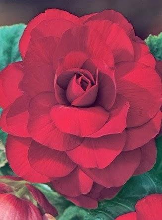 Es tiempo de bulbos de primavera