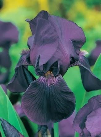 Es tiempo de bulbos de primavera