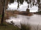 Relato: tantas balsas medusa