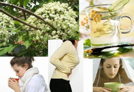 INFUSIONES MEDICINALES:  TE DE TILO
