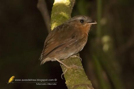 Chupadientes (Rufous Gnateater) Conopophaga lineata