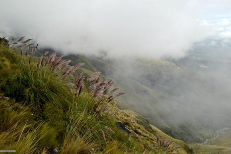 Reseña: .... cremas? no, Merlo