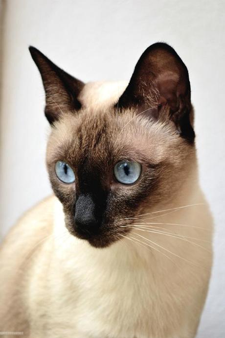 Reseña: .... cremas? no, Merlo