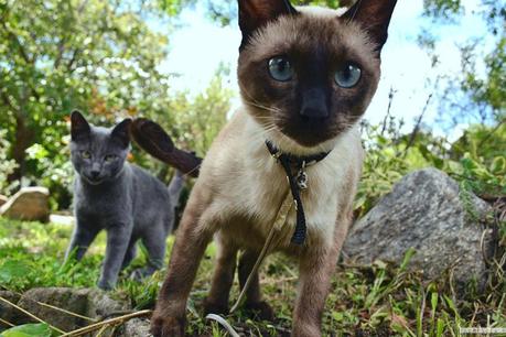 Reseña: .... cremas? no, Merlo