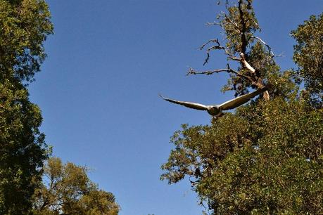 Reseña: .... cremas? no, Merlo