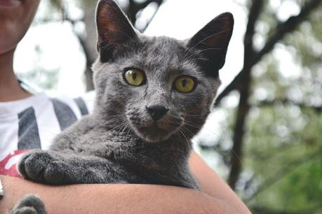 Reseña: .... cremas? no, Merlo