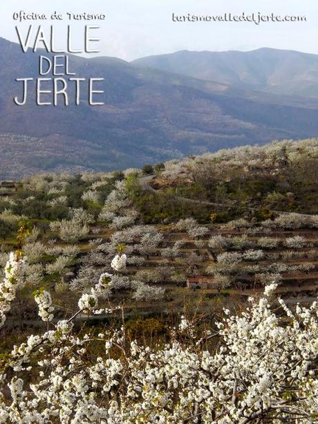Cerezo en flor 2014 en el Valle del Jerte