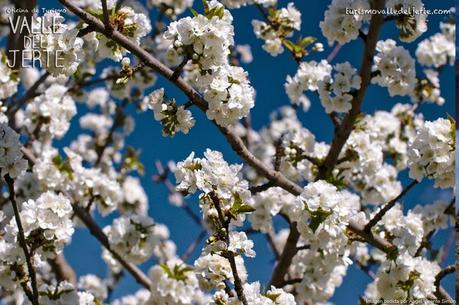 Cerezo en flor 2014 en el Valle del Jerte