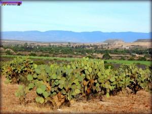 La nopalera. De Huejuquilla El Alto en F