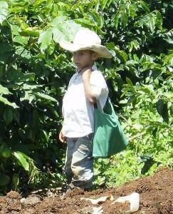 Explotación infantil. Honduras. Wikipedia.