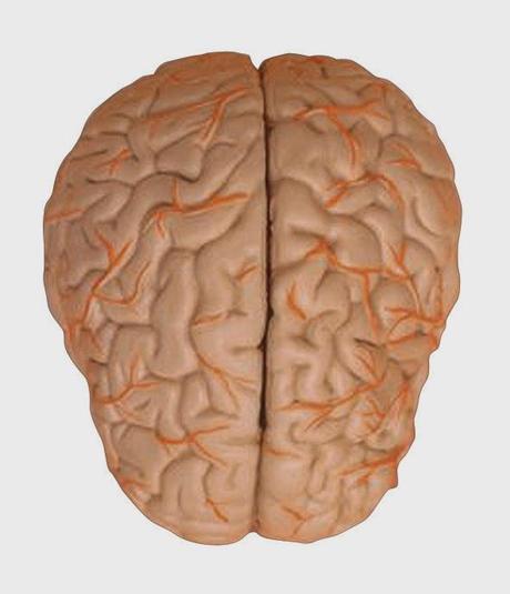 Curiosidades del cerebro