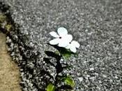 resiliencia como modo vida