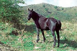 San Fratello: particular pueblo de la provincia de Messina