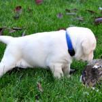 cómo evitar que tu cachorro se orine en casa