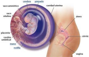 Imagen tomada de babycenter