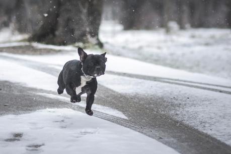 Caperucita y el Lobo: Preboda de J&P