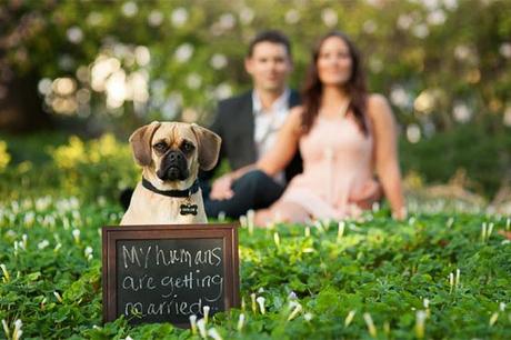 SE ADMITEN MASCOTAS...en mi boda!