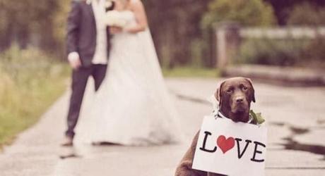 SE ADMITEN MASCOTAS...en mi boda!