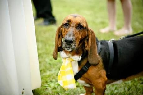 SE ADMITEN MASCOTAS...en mi boda!