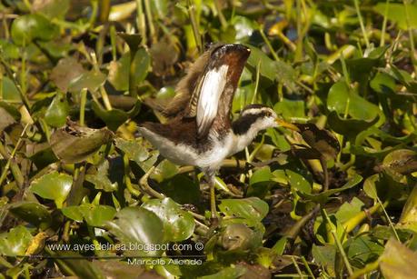 Jacanas juveniles