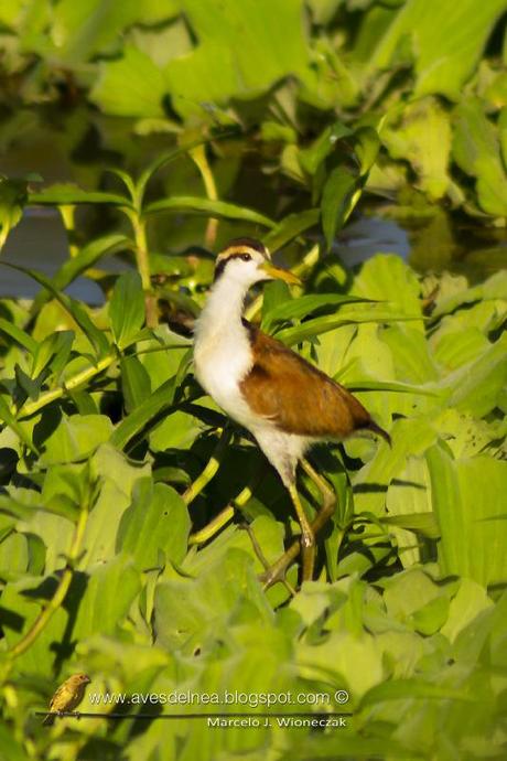 Jacanas juveniles