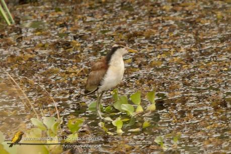 Jacanas juveniles