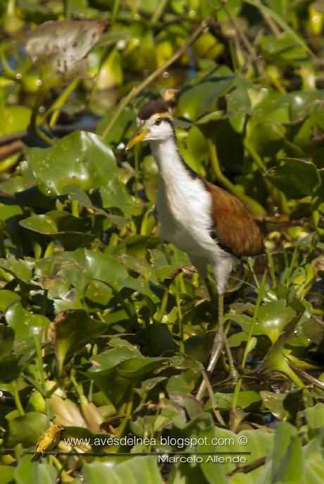 Jacanas juveniles