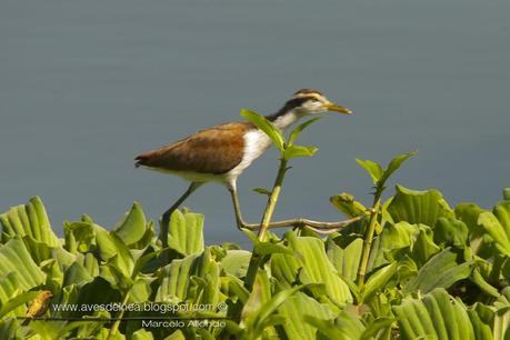 Jacanas juveniles