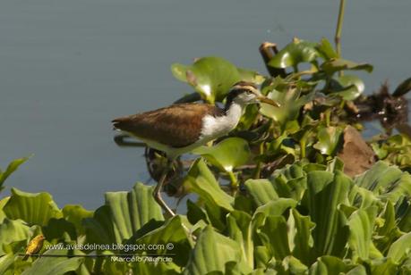 Jacanas juveniles