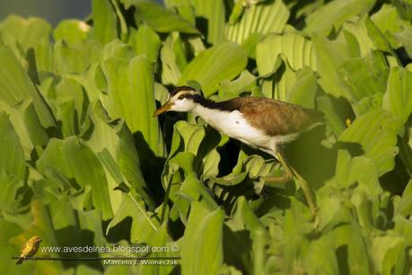 Jacanas juveniles