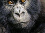 Conferencia: Investigación conservación gorilas montaña Ruanda
