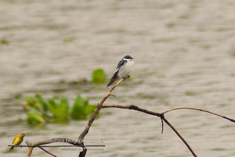 Golondrina ala blanca (White-winged Swallow) Tachycineta albiventer