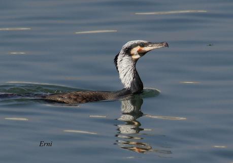 YA ES PRIMAVERA EN... LAS MARISMAS