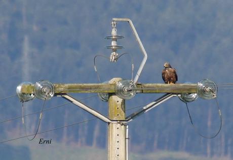 YA ES PRIMAVERA EN... LAS MARISMAS