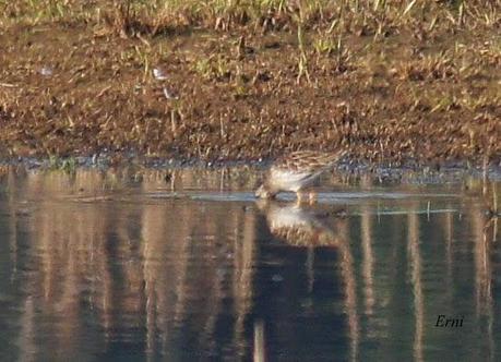 YA ES PRIMAVERA EN... LAS MARISMAS