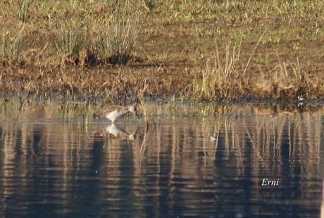 YA ES PRIMAVERA EN... LAS MARISMAS
