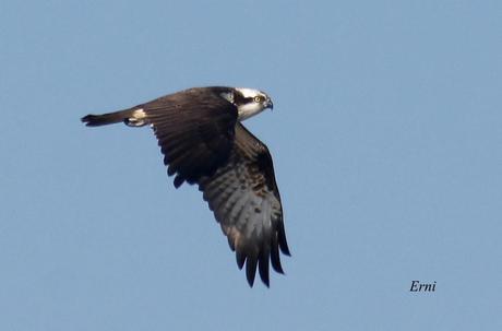YA ES PRIMAVERA EN... LAS MARISMAS