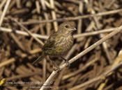 Jilguero dorado (Saffron-yellow Finch) Sicalis flaveola