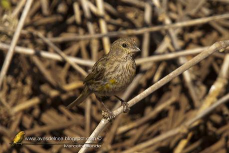 Jilguero dorado (Saffron-yellow Finch) Sicalis flaveola